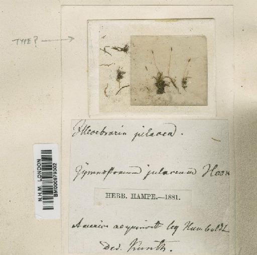 Aongstroemia julacea (Hook.) Mitt. - BM000879302
