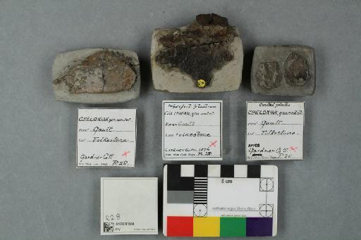 Ichthyosaurus De la Beche & Conybeare, 1821 - 012838984_L010225066
