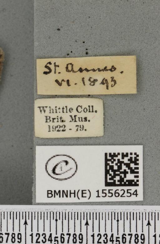 Dicallomera fascelina (Linnaeus, 1758) - BMNHE_1556254_label_256022