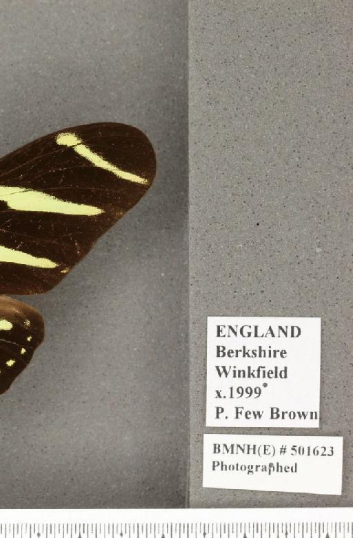 Heliconius charithonia (Linnaeus, 1767) - BMNHE_501623_label_167679