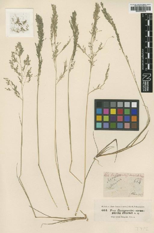 Eragrostis stenophylla Hochst. ex Miq. - BM000959505