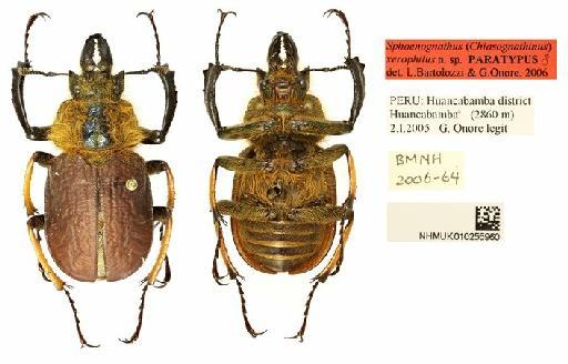 Sphaenognathus xerophilus Onore & Bartolozzi, 2006 - xerophilus male