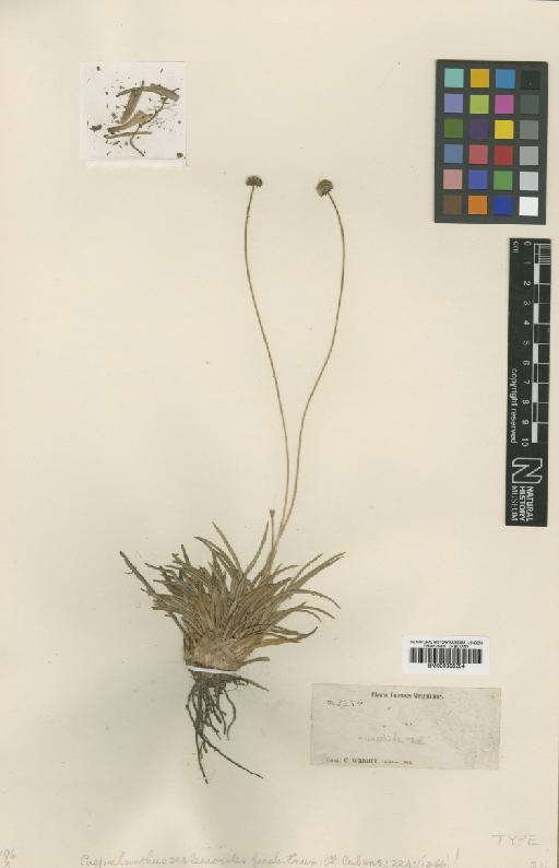 Paepalanthus seslerioides Griseb. - BM000938284