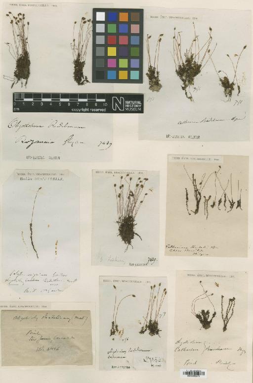 Oligotrichum riedelianum (Mont.) Mitt. - BM000960478_a