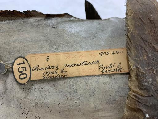 Chimaera monstrosa Linnaeus, 1758 - BMNH 1905.4.15.2, Chimaera monstrosa, label 2