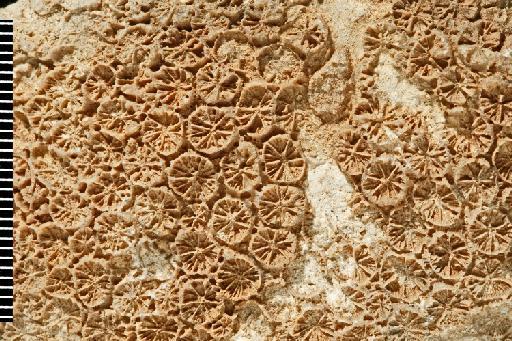 Antiguastrea cellulosa - Fossil Coral AZ3113