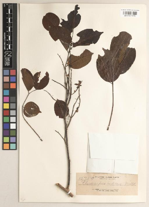 Pterocarpus indicus f. indicus - BM013406690