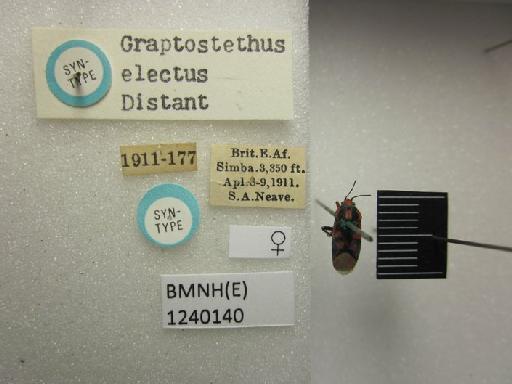 Graptostethus electus Distant, 1918 - Graptostethus electus-BMNH(E)1240140-Syntype female dorsal & labels