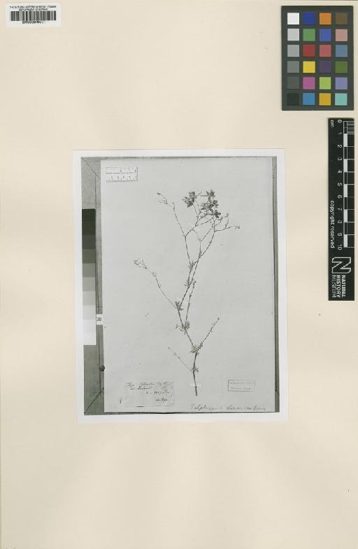 Consolida regalis subsp. divaricata Munz - BM000946071