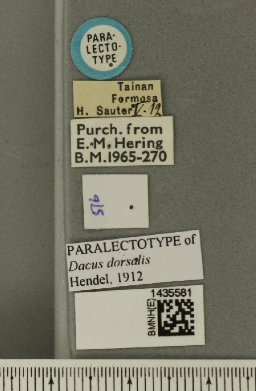 Bactrocera (Bactrocera) dorsalis (Hendel, 1912) - BMNHE_1435581_a_label_29569