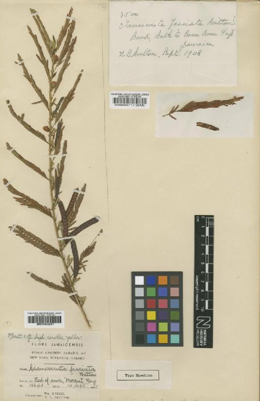 Chamaecrista nictitans var. glabrata (Vogel) H.S.Irwin & Barneby - BM000050717