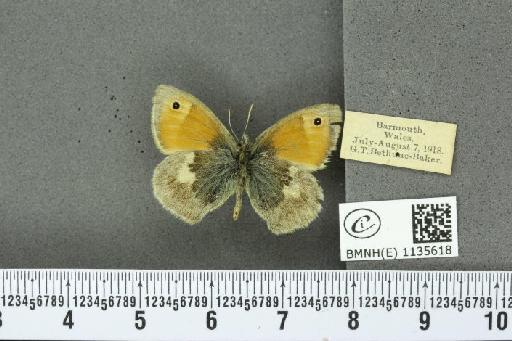 Coenonympha pamphilus (Linnaeus, 1758) - BMNHE_1135618_112581