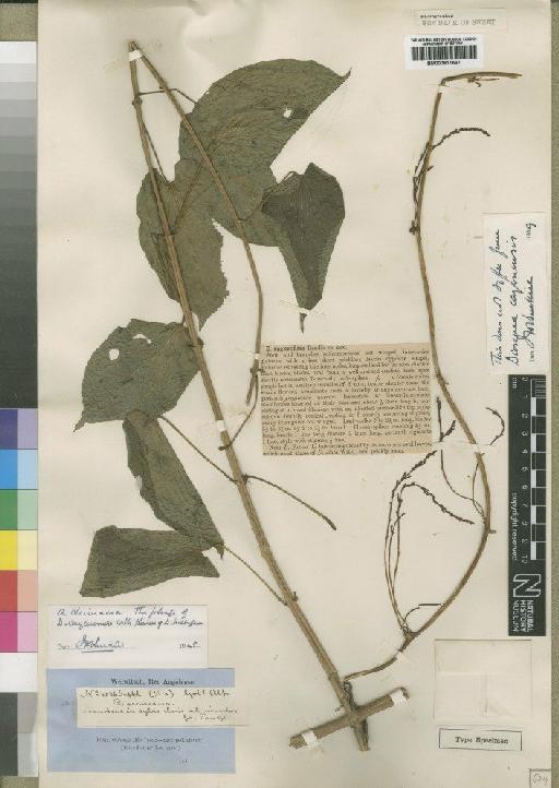 Dioscorea praehensilis Benth. - BM000911567