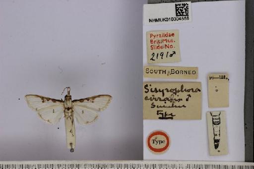 Palpita cirralis Swinhoe, 1897 - Sylora_cirralis_(Swinhoe_1897)-HT_male-NHMUK010304558_labels