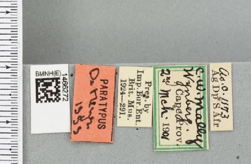 Ceratitis (Pterandrus) volucris (Bezzi, 1918) - BMNHE_1466272_label_27003