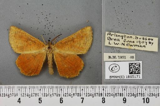 Angerona prunaria ab. nigrilineata Cockayne, 1952 - BMNHE_1865171_430851