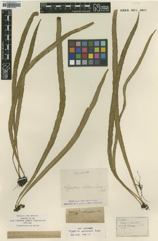 Lepisorus loriformis (Wall. ex Mett.) Ching - BM001038492