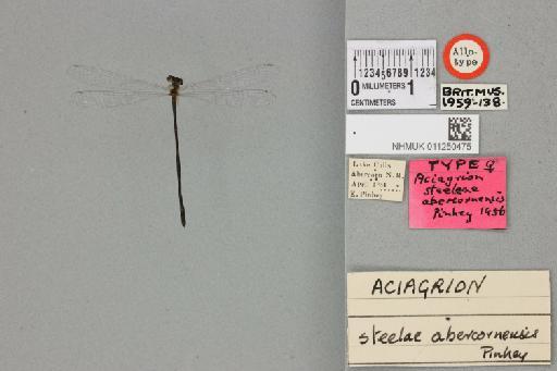 Aciagrion abercornensis Pinhey, 1958 - 011250475_dorsal