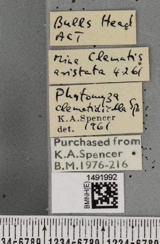 Phytomyza clematidicolla Spencer, 1963 - BMNHE_1491992_label_53692