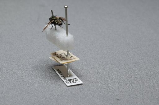 Sarcophaga (Myorhina) nigriventris Meigen, 1826 - 015091928_additional_2