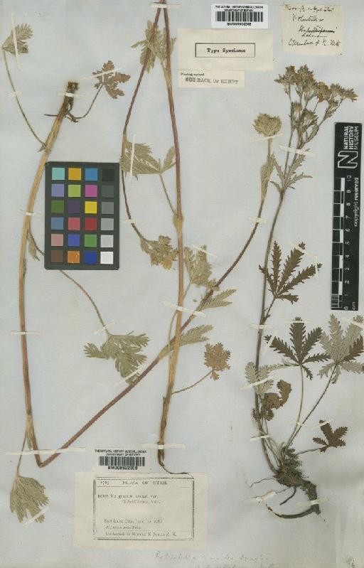 Potentilla gracilis var. elmeri Jeps. - BM000622909