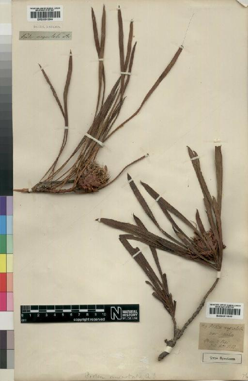 Protea angustata R.Br. - BM000910645