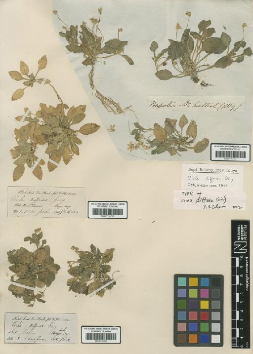 Viola diffusa Ging. - BM001191014