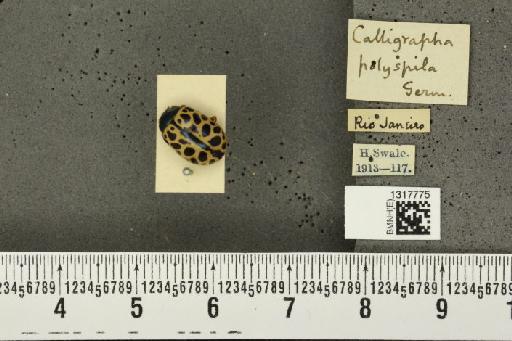 Calligrapha (Calligrapha) polyspila (Germar, 1821) - BMNHE_1317775_17496