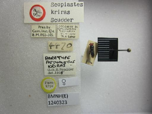 Scopiastes kriras Scudder, 1963 - Scopiastes kriras-BMNH(E)1240323-Paratype female dorsal & labels