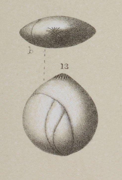 Polymorphina amygdaloides Reuss, 1856 - ZF2125_71_13_Globulina_inaequalis.jpg