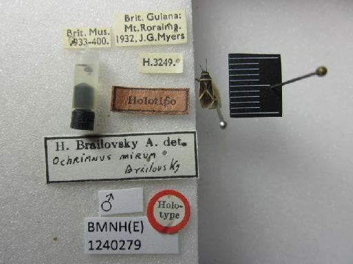 Ochrimnus (Aglaochrimnus) mirum Brailovsky, 1982 - Ochrimnus mirum-BMNH(E)1240279-Holotype male dorsal & labels