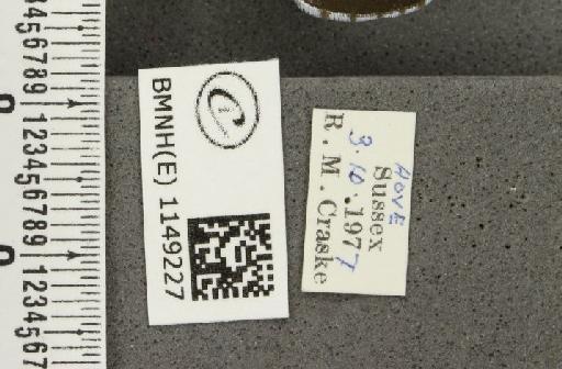 Celastrina argiolus britanna (Verity, 1919) - BMNHE_1149227_label_111593