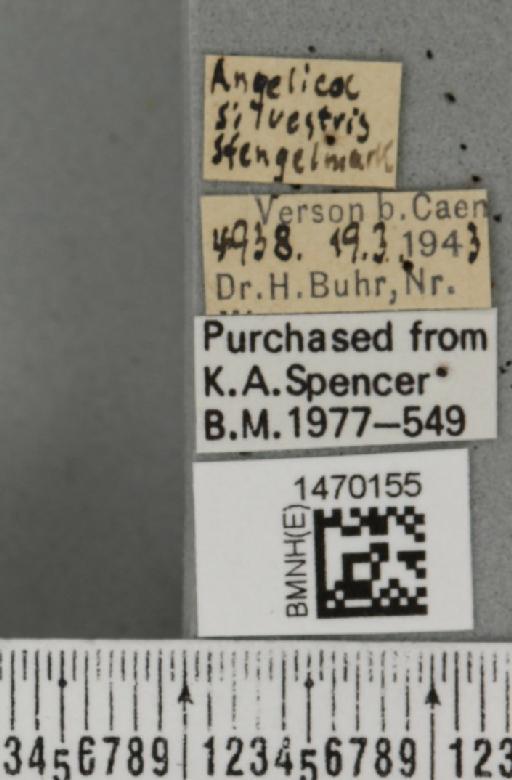 Melanagromyza angeliciphaga Spencer, 1969 - BMNHE_1470155_label_44706