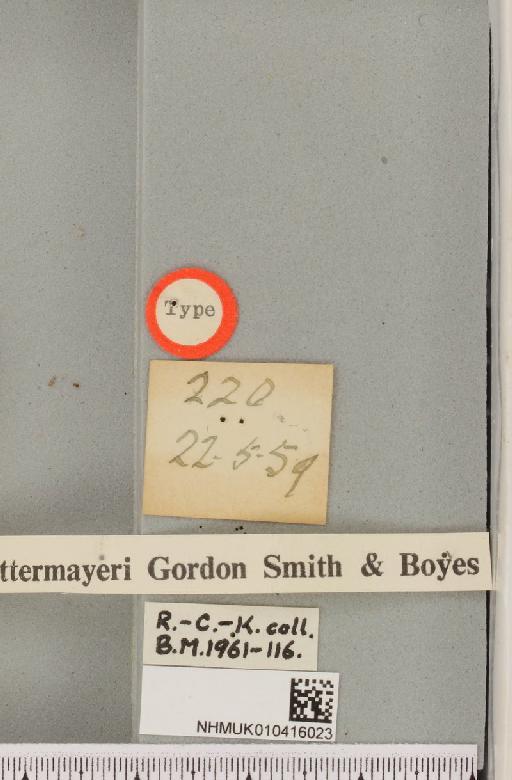 Arctia caja ab. staettermayeri Smith & Boyes, 1960 - NHMUK_010416023_a_label_528303