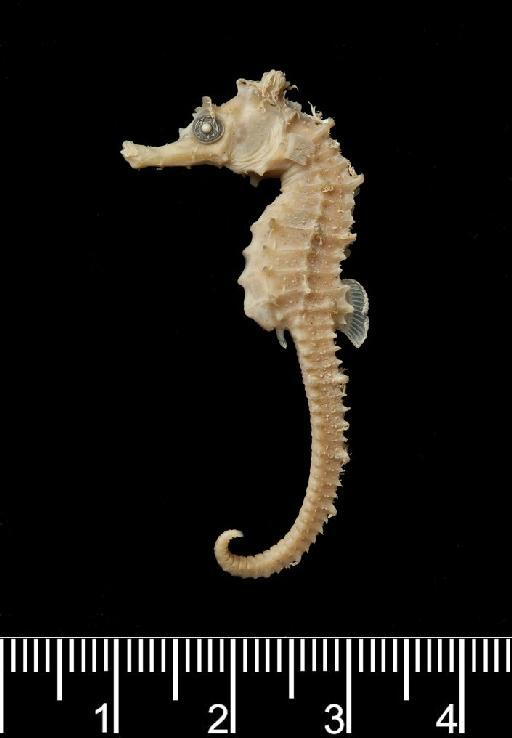 Hippocampus villosus Günther, 1880 - Hippocampus villosus HOLOTYPE BMNH 1879.5.14.464