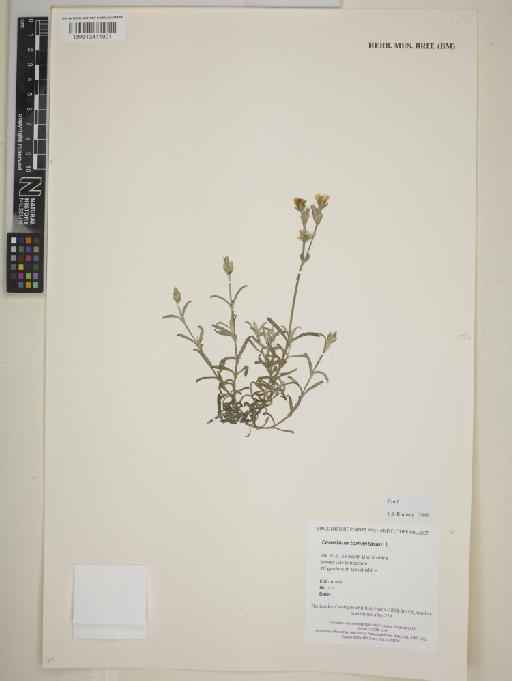 Cerastium tomentosum L. - BM013411901