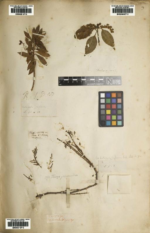 Pieris japonica (Thunb.) D.Don - BM000815710