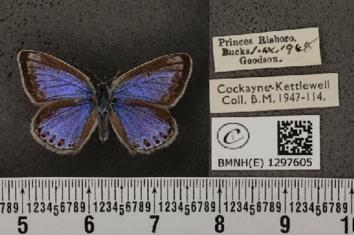 Polyommatus icarus icarus ab. apicata-thetis Tutt, 1910 - BMNHE_1297605_147915