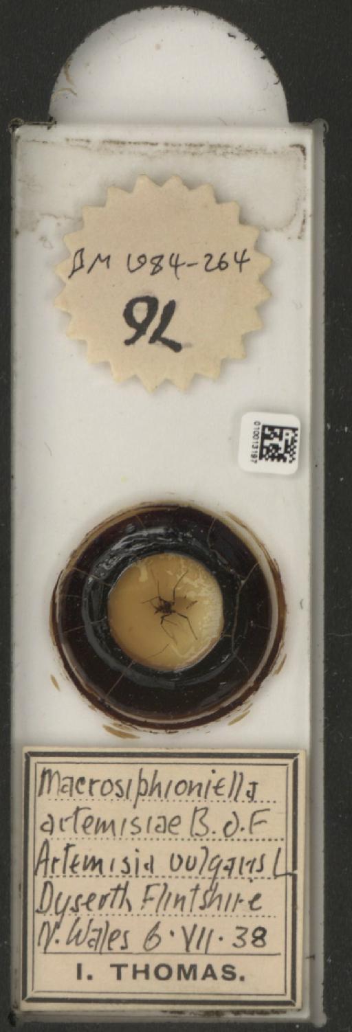 Macrosiphoniella artemisiae Fonscolombe, 1841 - 010013231_112659_1094715
