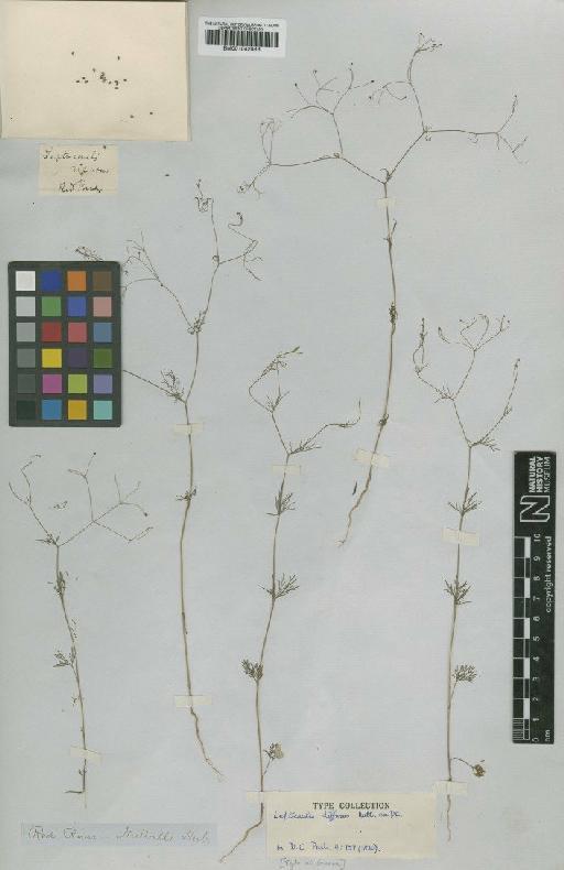 Spermolepis divaricata (Benth. & Hook.f. ex S.Watson) Raf. ex Ser. - BM001042883