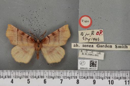 Selenia dentaria ab. rosea Smith, 1950 - BMNHE_1881522_a_447126