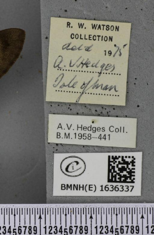 Macroglossum stellatarum (Linnaeus, 1758) - BMNHE_1636337_label_206053