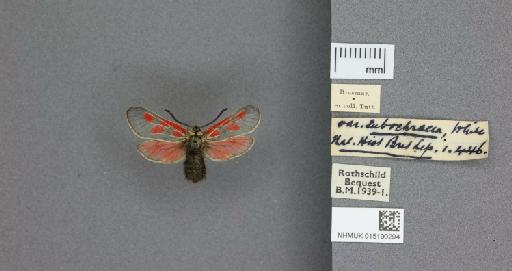 Zygaena (Zygaena) exulans subochracea White, 1872 - 015190294_775459_1857537