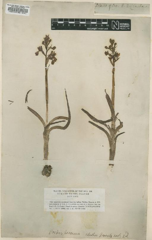 Orchis papilionacea L. - BM000015582