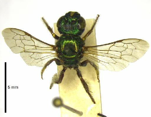 Ceratina eximia Smith, F., 1862 - 969506 Ceratina eximia type habitus dorsal