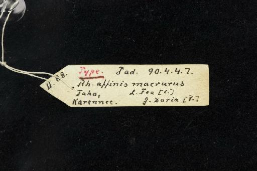 Rhinolophus affinis macrurus Andersen, 1905 - 1890_4_7_7-Rhinolophus_affinis_macrurus-Holotype-Skull-label
