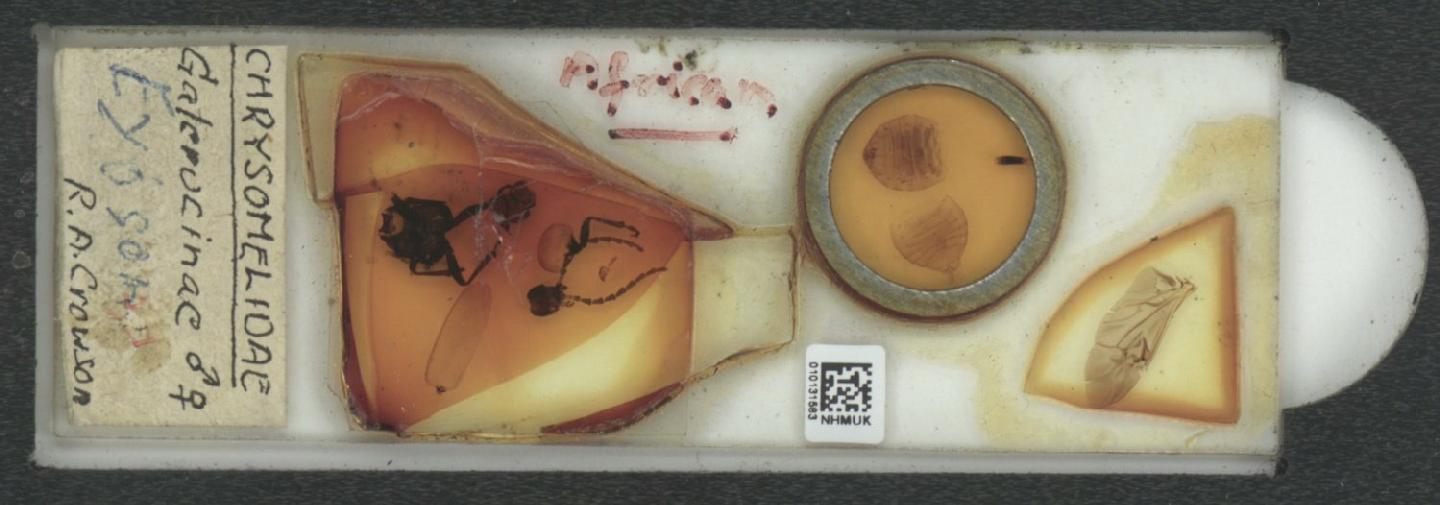 Exosoma thumbnail