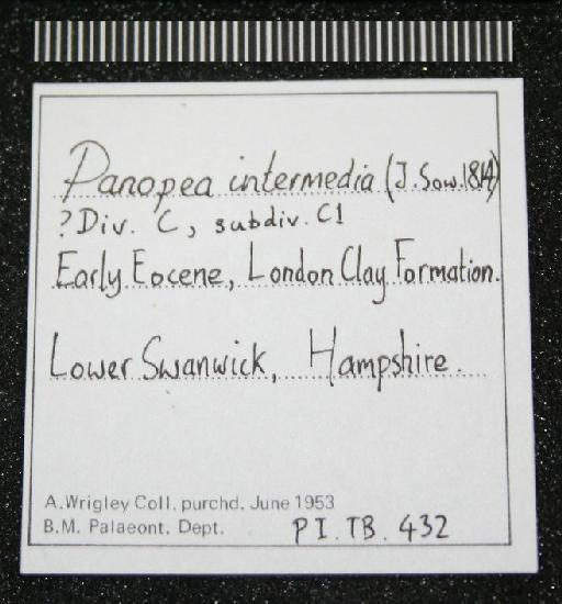 Panopea intermedia (J. Sowerby, 1814) - TB 432. Panopea intermedia (label-2)