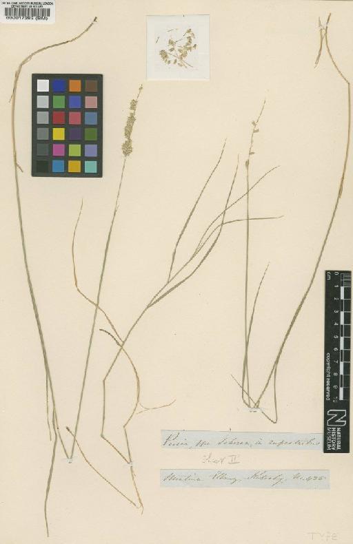 Melica ciliata var. micrantha (Boiss. & Hohen.) Boiss. - BM000017283