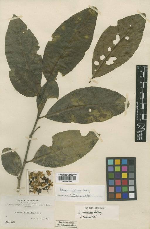 Solanum lindenii Rusby - BM000815944